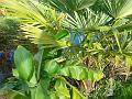 2011-1127-1135_Tropical_Garden_13,1C
